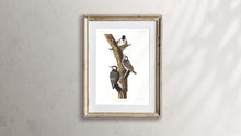 Load image into Gallery viewer, Red-Cockaded Woodpecker Print by John Audubon