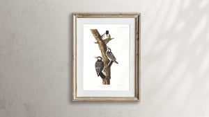 Red-Cockaded Woodpecker Print by John Audubon