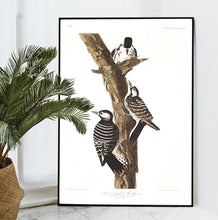 Load image into Gallery viewer, Red-Cockaded Woodpecker Print by John Audubon