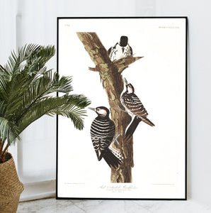Red-Cockaded Woodpecker Print by John Audubon