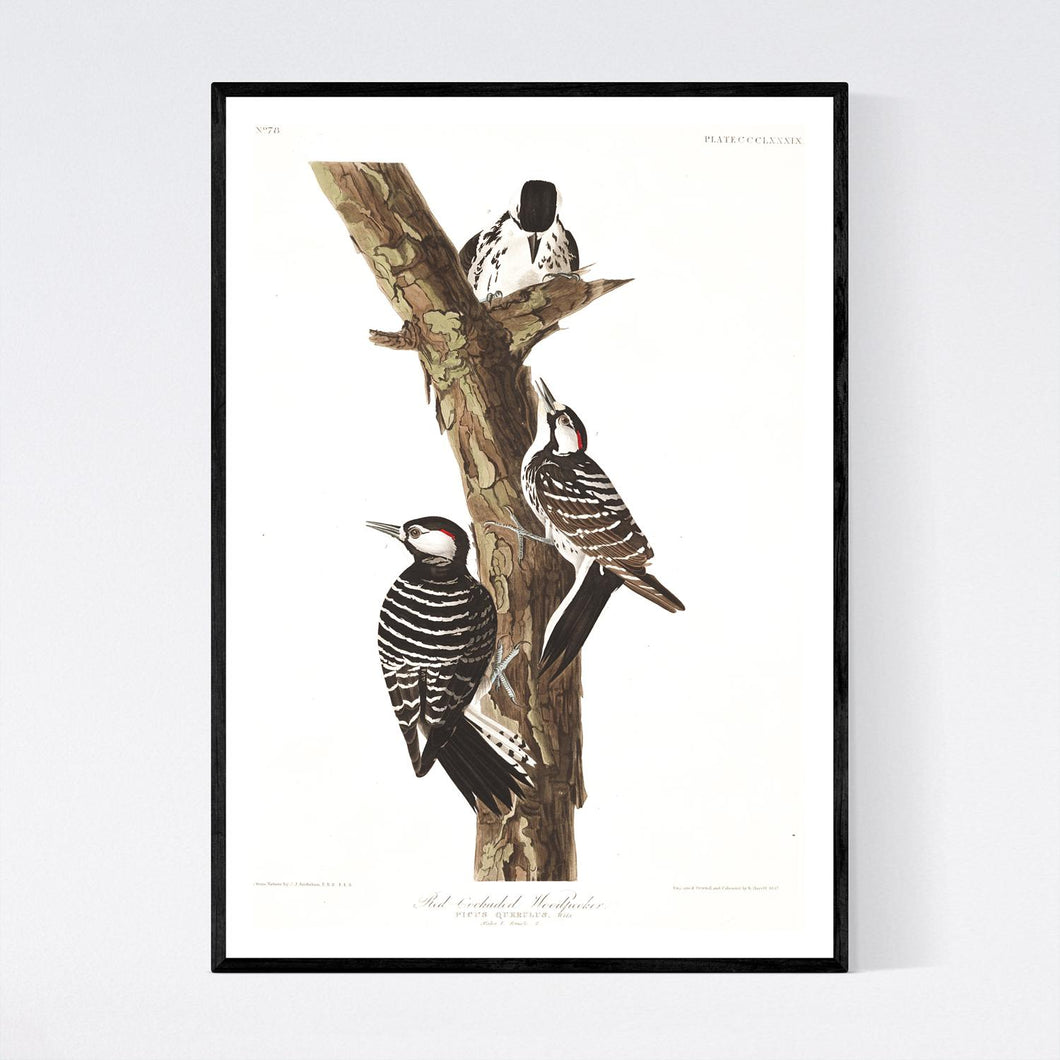 Red-Cockaded Woodpecker Print by John Audubon