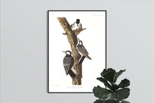 Load image into Gallery viewer, Red-Cockaded Woodpecker Print by John Audubon