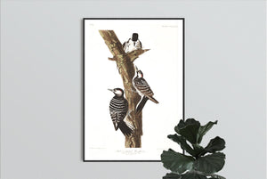 Red-Cockaded Woodpecker Print by John Audubon