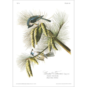 Crested Titmouse Print by John Audubon