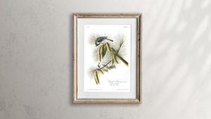 Crested Titmouse Print by John Audubon