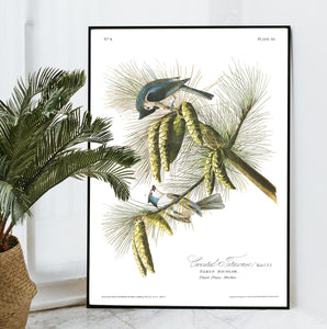 Crested Titmouse Print by John Audubon