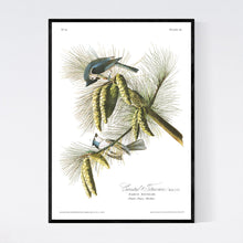 Load image into Gallery viewer, Crested Titmouse Print by John Audubon