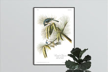 Load image into Gallery viewer, Crested Titmouse Print by John Audubon