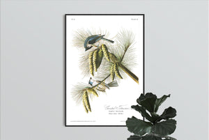 Crested Titmouse Print by John Audubon