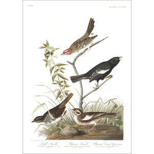 Lark Finch Prarie Finch and Brown Long Sparrow Print by John Audubon