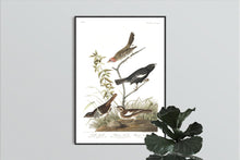 Load image into Gallery viewer, Lark Finch Prarie Finch and Brown Long Sparrow Print by John Audubon
