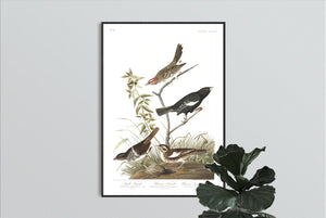 Lark Finch Prarie Finch and Brown Long Sparrow Print by John Audubon