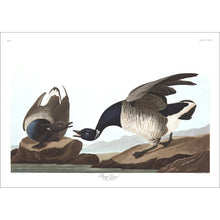 Load image into Gallery viewer, Brant Goose Print by John Audubon