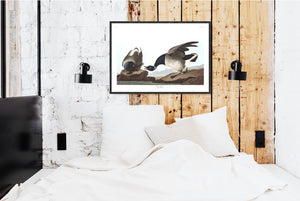 Brant Goose Print by John Audubon