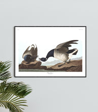 Load image into Gallery viewer, Brant Goose Print by John Audubon