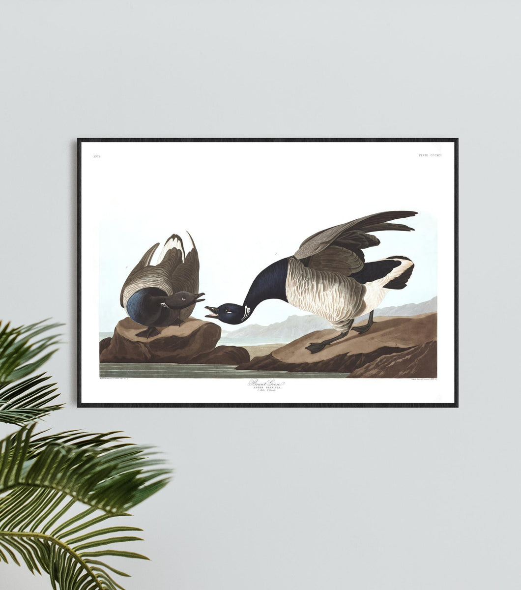 Brant Goose Print by John Audubon
