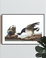 Load image into Gallery viewer, Brant Goose Print by John Audubon