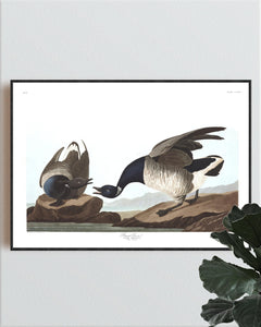 Brant Goose Print by John Audubon