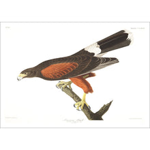 Load image into Gallery viewer, Louisiana Hawk Print by John Audubon