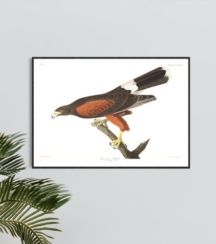 Louisiana Hawk Print by John Audubon