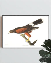 Load image into Gallery viewer, Louisiana Hawk Print by John Audubon