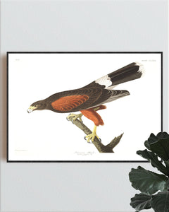 Louisiana Hawk Print by John Audubon