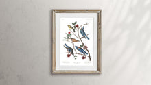 Load image into Gallery viewer, Townsend&#39;s Warbler Arctic Blue-Bird and Western Blue-Bird Print by John Audubon