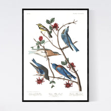 Load image into Gallery viewer, Townsend&#39;s Warbler Arctic Blue-Bird and Western Blue-Bird Print by John Audubon