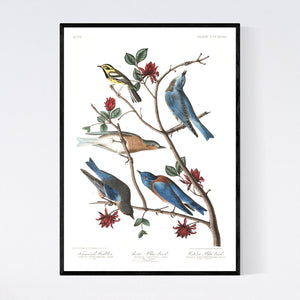 Townsend's Warbler Arctic Blue-Bird and Western Blue-Bird Print by John Audubon
