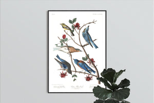 Townsend's Warbler Arctic Blue-Bird and Western Blue-Bird Print by John Audubon