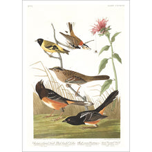 Load image into Gallery viewer, Chestnut Coloured Finch Black-Headed Siskin Black Crown Bunting and Arctic Ground Finch   Print by John Audubon