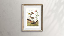 Load image into Gallery viewer, Chestnut Coloured Finch Black-Headed Siskin Black Crown Bunting and Arctic Ground Finch   Print by John Audubon