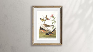 Chestnut Coloured Finch Black-Headed Siskin Black Crown Bunting and Arctic Ground Finch   Print by John Audubon