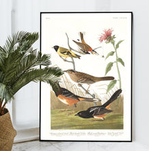 Load image into Gallery viewer, Chestnut Coloured Finch Black-Headed Siskin Black Crown Bunting and Arctic Ground Finch   Print by John Audubon