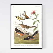 Load image into Gallery viewer, Chestnut Coloured Finch Black-Headed Siskin Black Crown Bunting and Arctic Ground Finch   Print by John Audubon