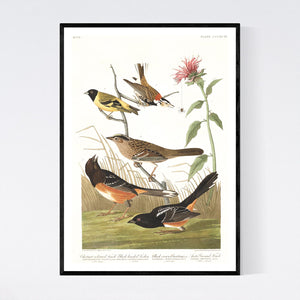 Chestnut Coloured Finch Black-Headed Siskin Black Crown Bunting and Arctic Ground Finch   Print by John Audubon