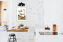 Load image into Gallery viewer, Chestnut Coloured Finch Black-Headed Siskin Black Crown Bunting and Arctic Ground Finch   Print by John Audubon