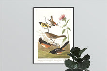 Load image into Gallery viewer, Chestnut Coloured Finch Black-Headed Siskin Black Crown Bunting and Arctic Ground Finch   Print by John Audubon