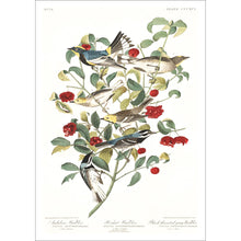 Load image into Gallery viewer, Audobon&#39;s Warbler Hermit Warbler and Black-Throated Gray Warbler Print by John Audubon