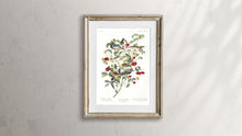 Load image into Gallery viewer, Audobon&#39;s Warbler Hermit Warbler and Black-Throated Gray Warbler Print by John Audubon