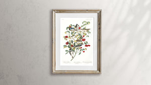 Audobon's Warbler Hermit Warbler and Black-Throated Gray Warbler Print by John Audubon