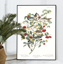 Load image into Gallery viewer, Audobon&#39;s Warbler Hermit Warbler and Black-Throated Gray Warbler Print by John Audubon