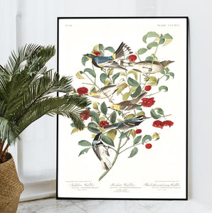 Audobon's Warbler Hermit Warbler and Black-Throated Gray Warbler Print by John Audubon
