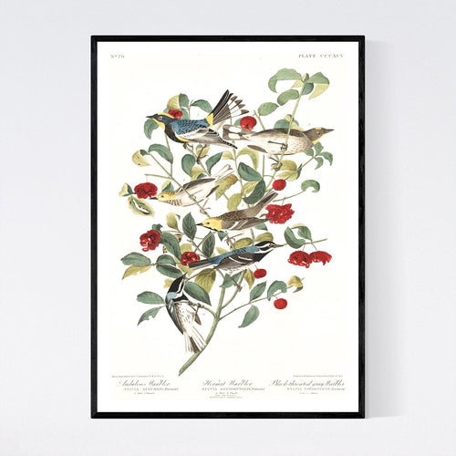 Audobon's Warbler Hermit Warbler and Black-Throated Gray Warbler Print by John Audubon