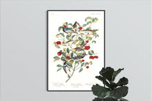 Load image into Gallery viewer, Audobon&#39;s Warbler Hermit Warbler and Black-Throated Gray Warbler Print by John Audubon