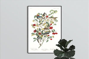 Audobon's Warbler Hermit Warbler and Black-Throated Gray Warbler Print by John Audubon