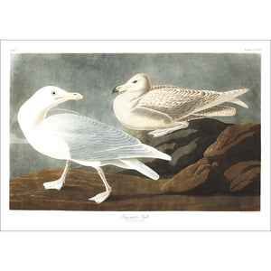 Burgomaster Gull Print by John Audubon