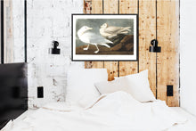 Load image into Gallery viewer, Burgomaster Gull Print by John Audubon