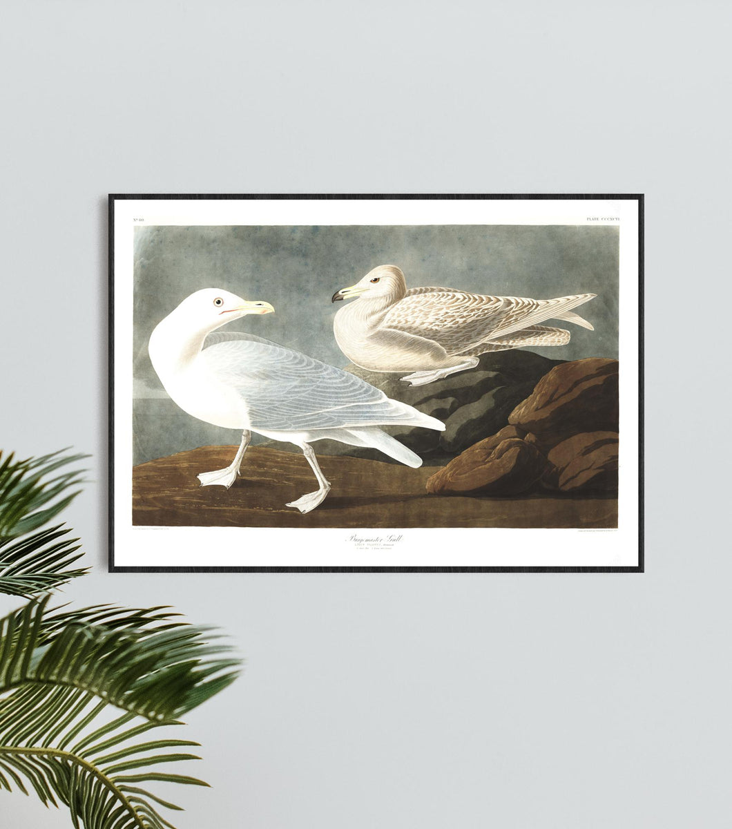 Burgomaster Gull Print by John Audubon