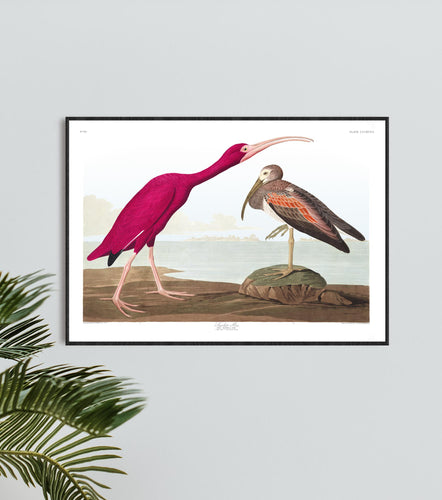 Scarlet Ibis Print by John Audubon